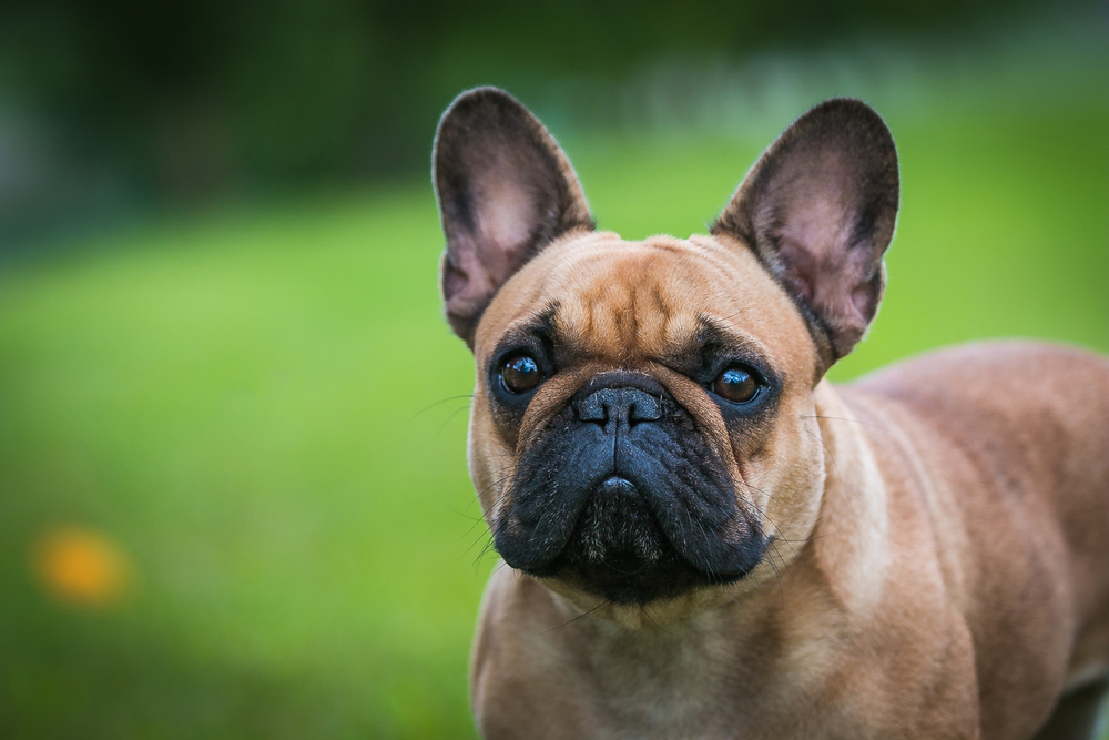 Understanding French Bulldog Behavior: Insights into Frenchie Personality