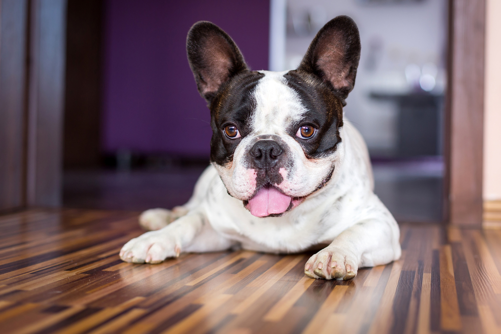 French Bulldog Health Guide: Keeping Your Frenchie Happy and Healthy